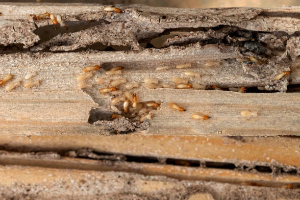 Best Termite Control Services  in Gibbsboro, NJ