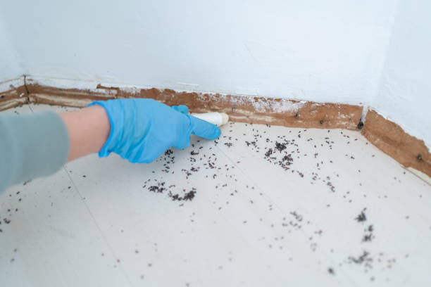 Best Insect Control  in Gibbsboro, NJ